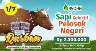 Gambar banner Sapi Kolektif Pelosok Negeri