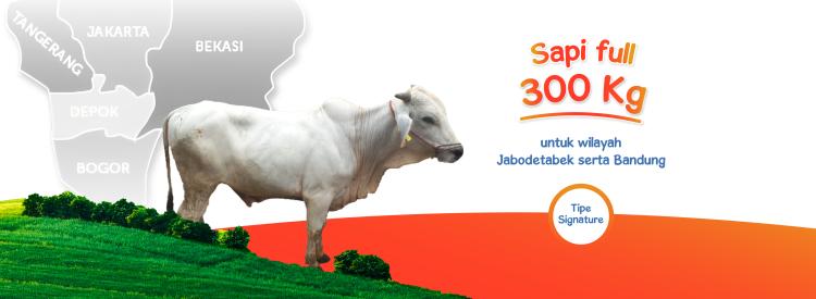 Gambar banner Sapi Full 300kg Signature Jabodetabek Bandung
