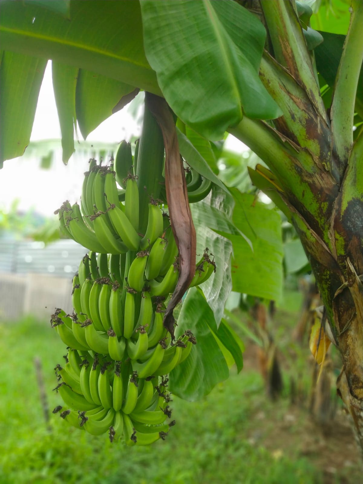 Gambar banner Wakaf Produktif Pisang Cavendish