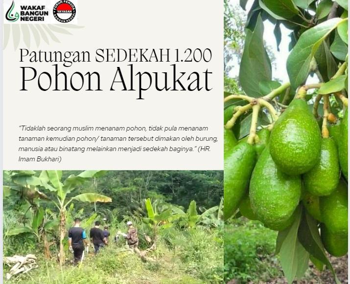 Gambar banner Yuk Sedekah Pohon Alpukat, Hasilnya untuk mengatasi Anak Putus Sekolah Gambar banner Yuk Sedekah Pohon Alpukat, Hasilnya untuk mengatasi Anak Putus Sekolah