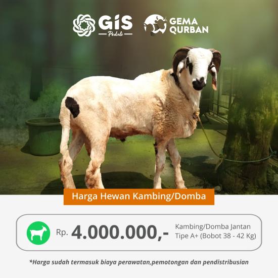 Banner program QURBAN KAMBING UNTUK DUAFA PELOSOK NEGERI TIPE A PLUS