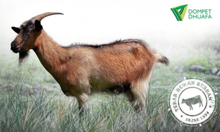 Gambar banner Sedekah Kurban Kambing Jantan Premium 35-40 Kg - Dompet Dhuafa