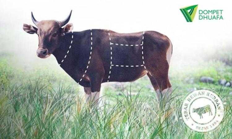 Gambar banner Sedekah Patungan Kurban Sapi 250-300 Kg - Dompet Dhuafa