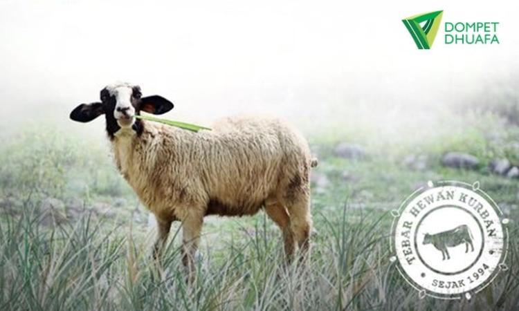 Gambar banner Sedekah Kurban Kambing Jantan Standar 23-28 Kg - Dompet Dhuafa