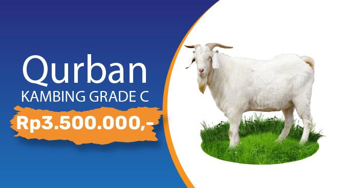 Gambar banner Qurban Kambing Grade C
