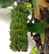 Gambar banner Wakaf Produktif Pisang Cavendish