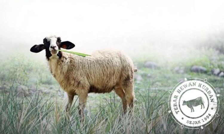 Banner program Zona Madina Dompet Dhuafa - Kurban Kambing Standar Jantan 23 - 25 Kg