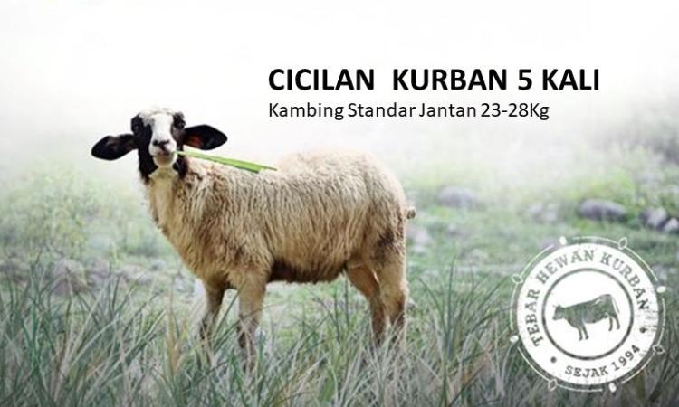 Banner program Cicilan  Kurban 5 Kali Kambing Standar Jantan 23-28Kg