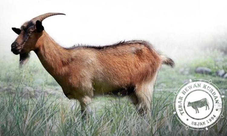 Banner program Zona Madina Dompet Dhuafa - Kurban Kambing Primium Jantan 29-35 Kg