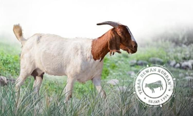 Banner program Zona Madina Dompet Dhuafa - Kurban Kambing Medium Jantan 26 - 28 Kg