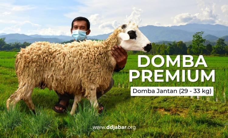 Banner program Kurban Domba Premium