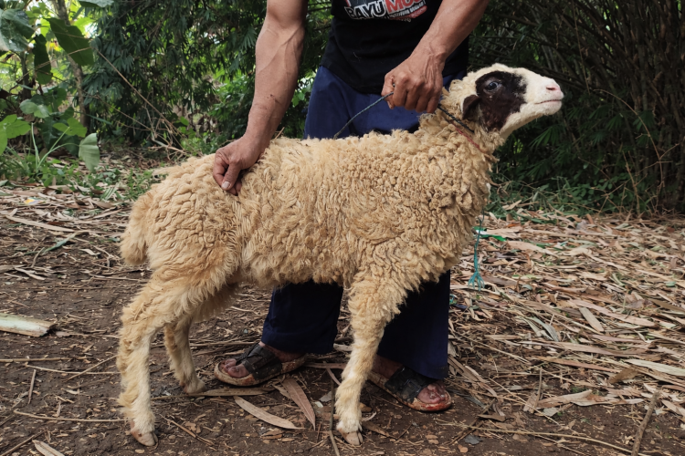 Gambar banner QURBAN BERKAH UNTUK PESANTREN DAN MUALLAF PEDALAMAN