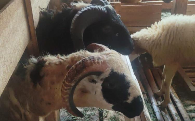 Gambar banner QURBAN BERKAH UNTUK PESANTREN DAN MUALLAF PEDALAMAN