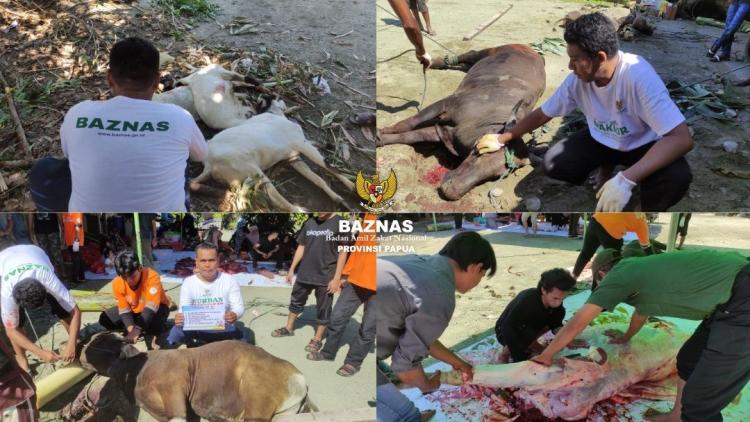 Gambar banner Kurban Berkah BAZNAS Papua - Patungan Sapi