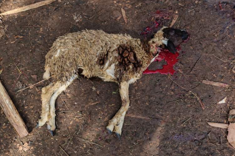 Gambar banner QURBAN BERKAH UNTUK PESANTREN DAN MUALLAF PEDALAMAN