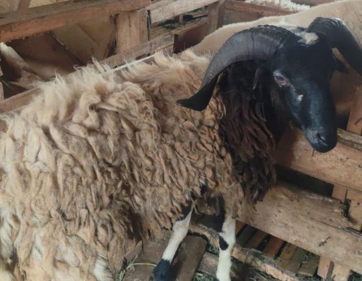 Gambar banner QURBAN BERKAH UNTUK PESANTREN DAN MASYARAKAT PEDALAMAN